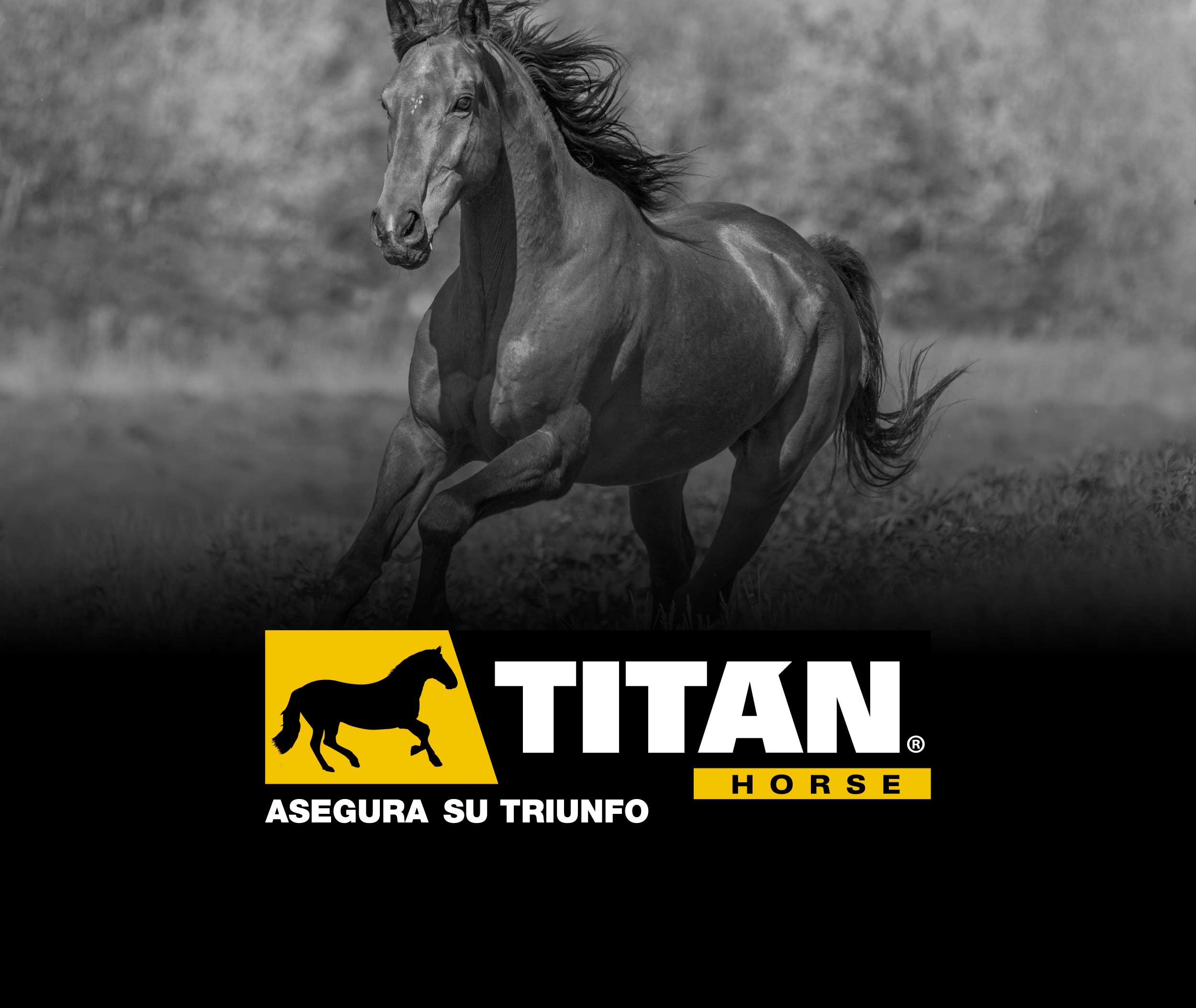TITANHORSE Branding Portfolio Portada